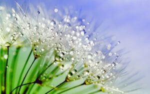 dew