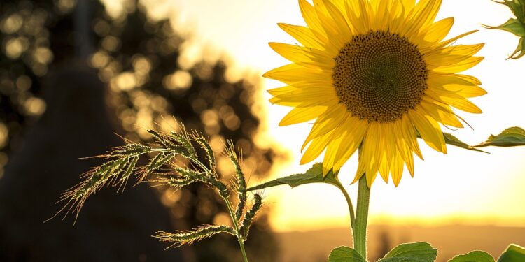 sunflower
