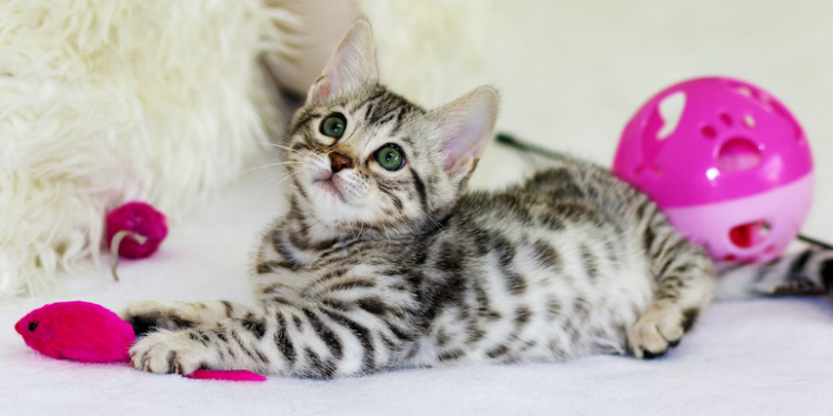 cat toys